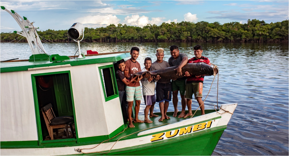 Pirarucu, símbolo de um legado de conservação da Amazônia - News Rondônia Pirarucu, símbolo de um legado de conservação da Amazônia - News Rondônia