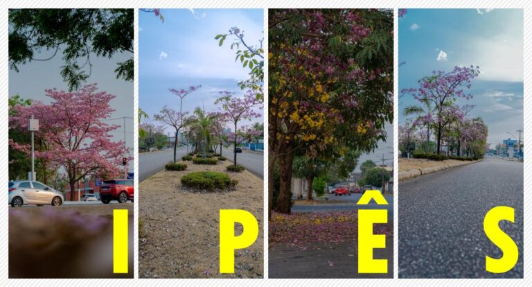 ARBORIZAÇÃO - Ipês florescem e embelezam as ruas de Porto Velho - News Rondônia
