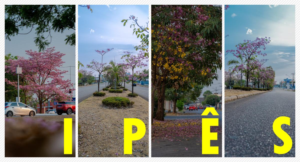 ARBORIZAÇÃO - Ipês florescem e embelezam as ruas de Porto Velho - News Rondônia