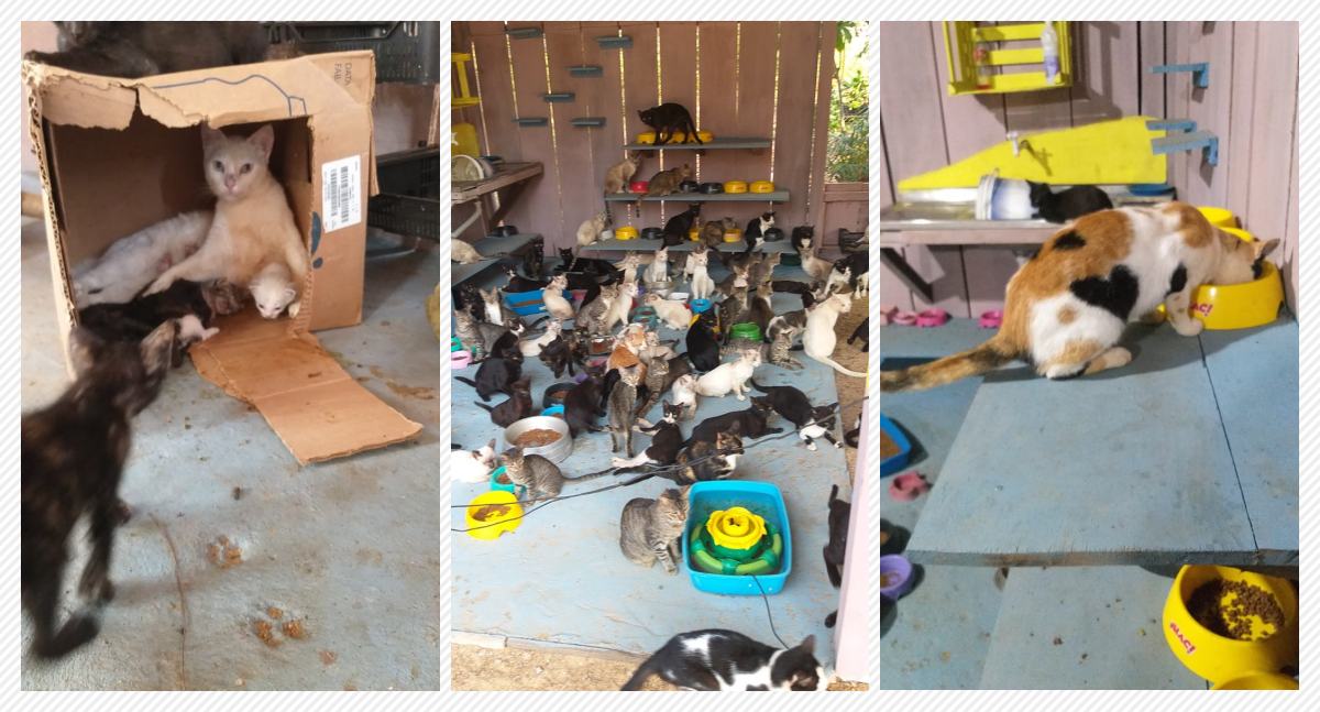 Gatil do Tristão: Um lar para gatos abandonados em Porto Velho - News Rondônia