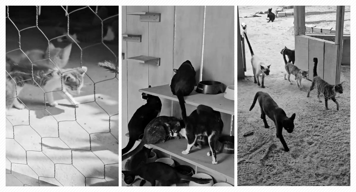 Gatil do Tristão: Um lar para gatos abandonados em Porto Velho - News Rondônia