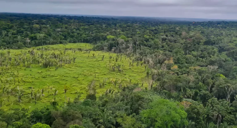Alertas de desmatamento na Amazônia caem 10,6% em agosto