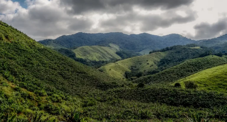 Operação contra o desmatamento da Mata Atlântica começa em 17 estados