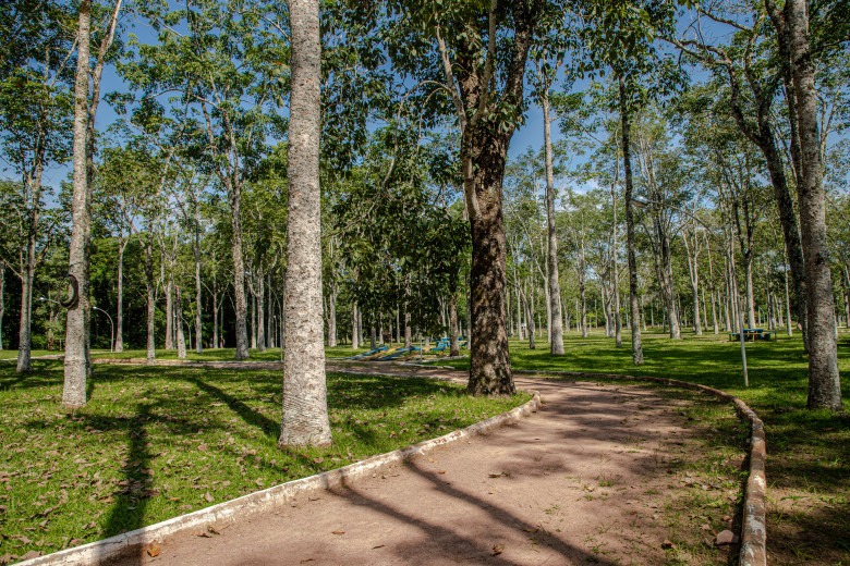 DIA DA ÁRVORE - Plantio de mudas e outras iniciativas têm contribuído para a recuperação de áreas degradadas de Porto Velho - News Rondônia