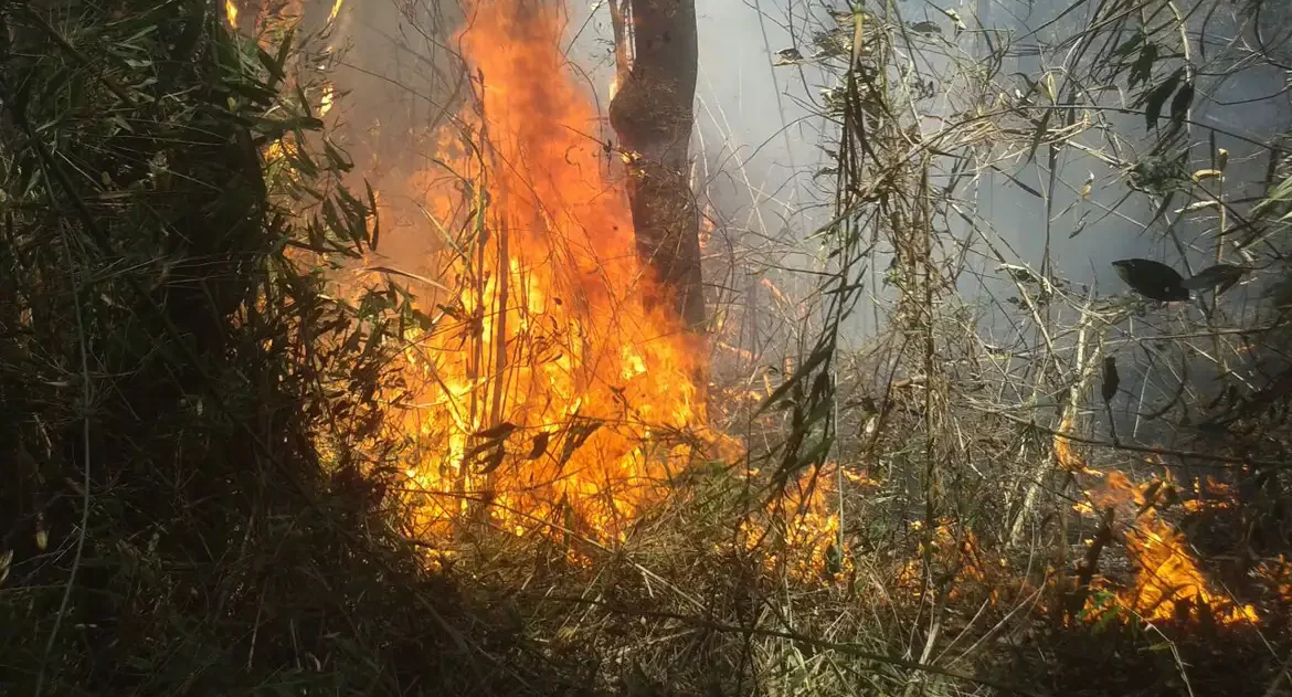 "Certamente alguém pôs fogo", diz chefe do Parque da Serra dos Órgãos