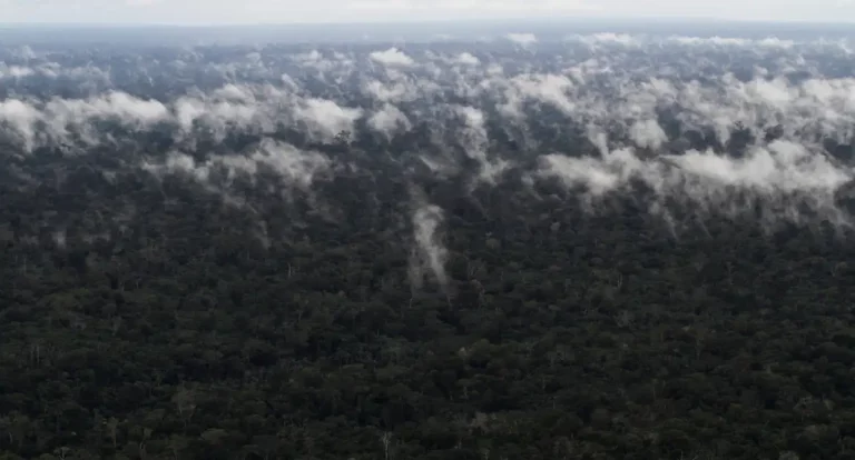 Emissão de gases do efeito estufa por queimadas na Amazônia cresce 60%