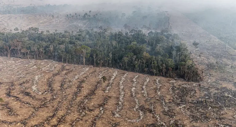 Fogo na Amazônia é etapa da exploração econômica do bioma
