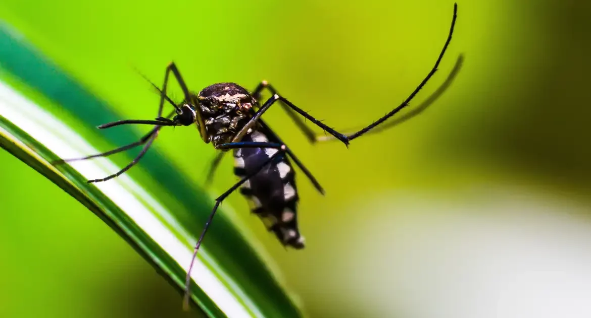 Método Wolbachia contra o Aedes mira cidades da bacia do Paraopeba