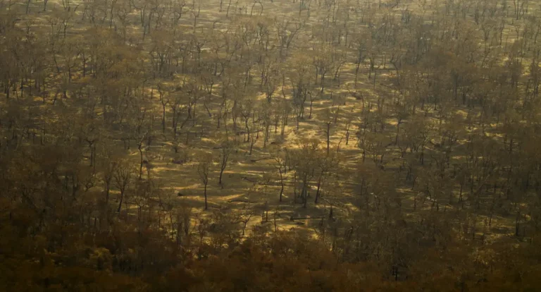 Incêndios e seca na Amazônia e no Pantanal batem marcas históricas