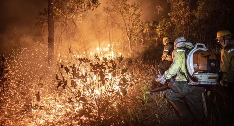 Manejo com fogo, contrafogo e queimada - entenda a diferença