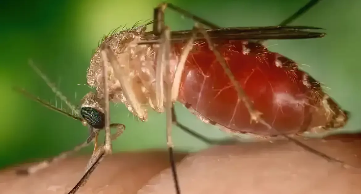 Surto recente de febre Oropouche foi causado por nova linhagem viral