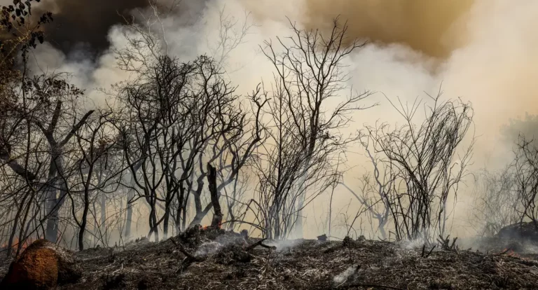 ICMBio suspeita de incêndio criminoso na Floresta Nacional de Brasília
