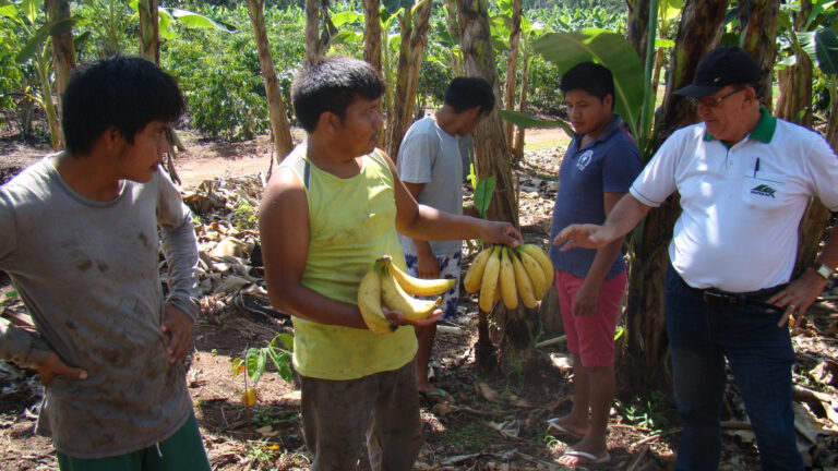 R$ 2,5 milhões destinados ao Programa de Aquisição de Alimentos beneficiam 300 produtores indígenas, em Rondônia - News Rondônia