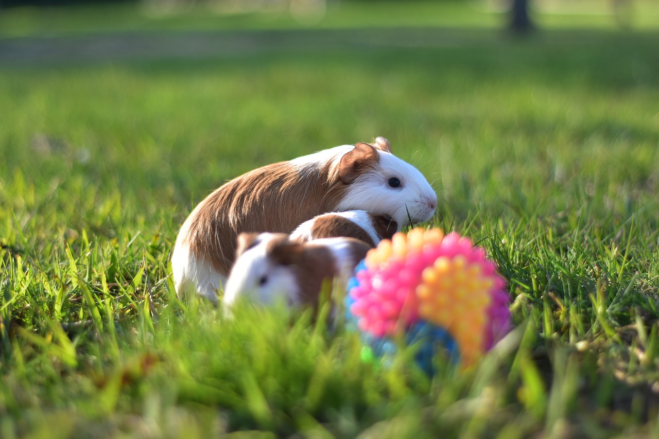 Pets diferentes para ter em casa - News Rondônia