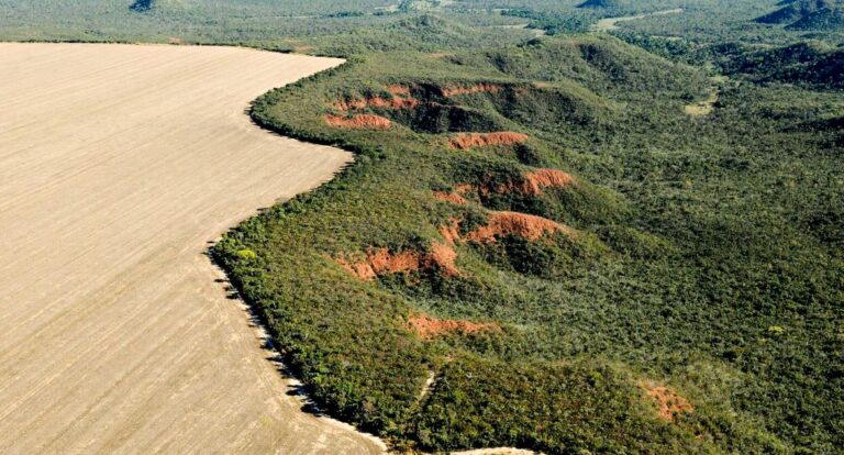 Cerrado: desmatamento emite 135 milhões de toneladas de CO2 desde 2023