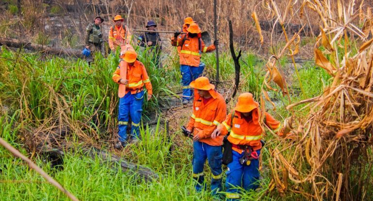 Corpo de Bombeiros de Rondônia abre Processo Seletivo para Brigadistas Temporários