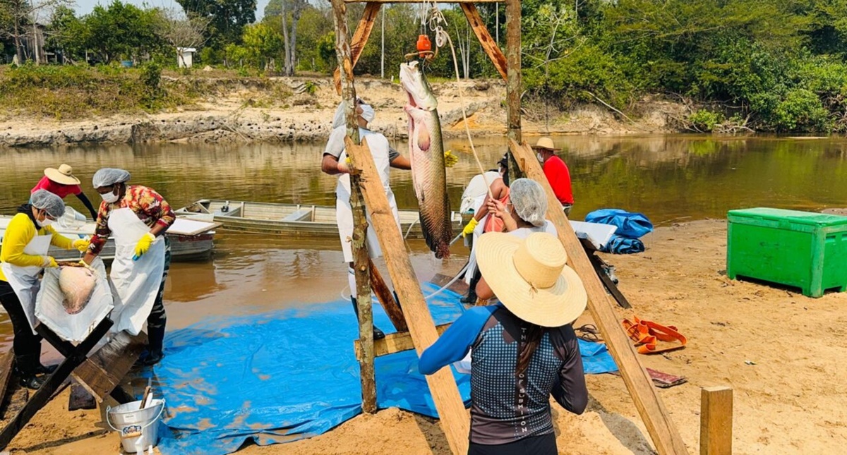 Atividades de manejo de controle do Pirarucu na Resex Rio Cautrio alcanam nmeros recordes - News Rondnia