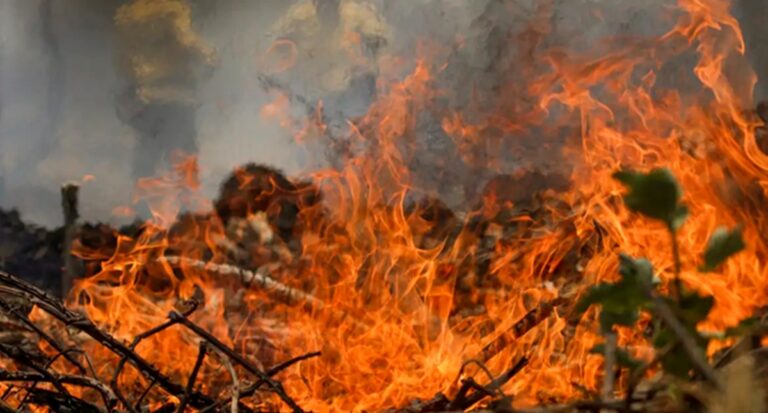 Coronel Crisóstomo: Incêndio no governo esquerdista é quase 100% maior que sob a direita em 2018 - News Rondônia