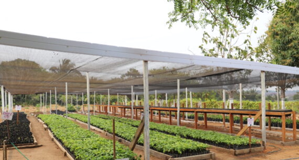 Agricultura orgânica: 18 mil mudas de cacau e café são cultivadas por reeducandos na Fazenda Futuro  - News Rondônia