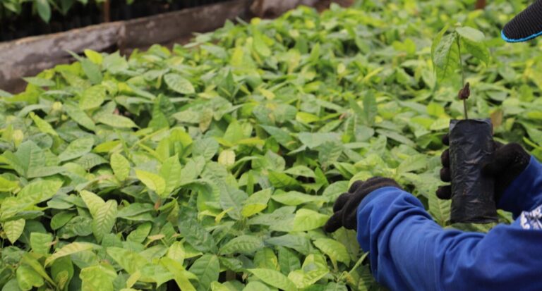 Agricultura orgânica: 18 mil mudas de cacau e café são cultivadas por reeducandos na Fazenda Futuro