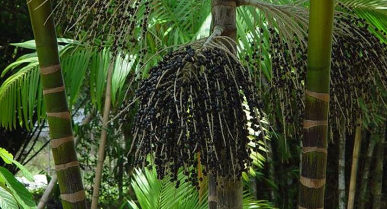 Valor da produção primária florestal aumenta 11,2% em 2023