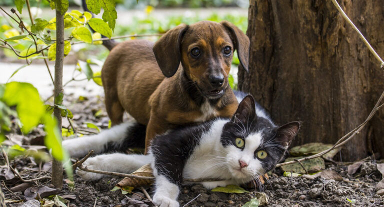Cachorro, gato ou os dois? - News Rondônia
