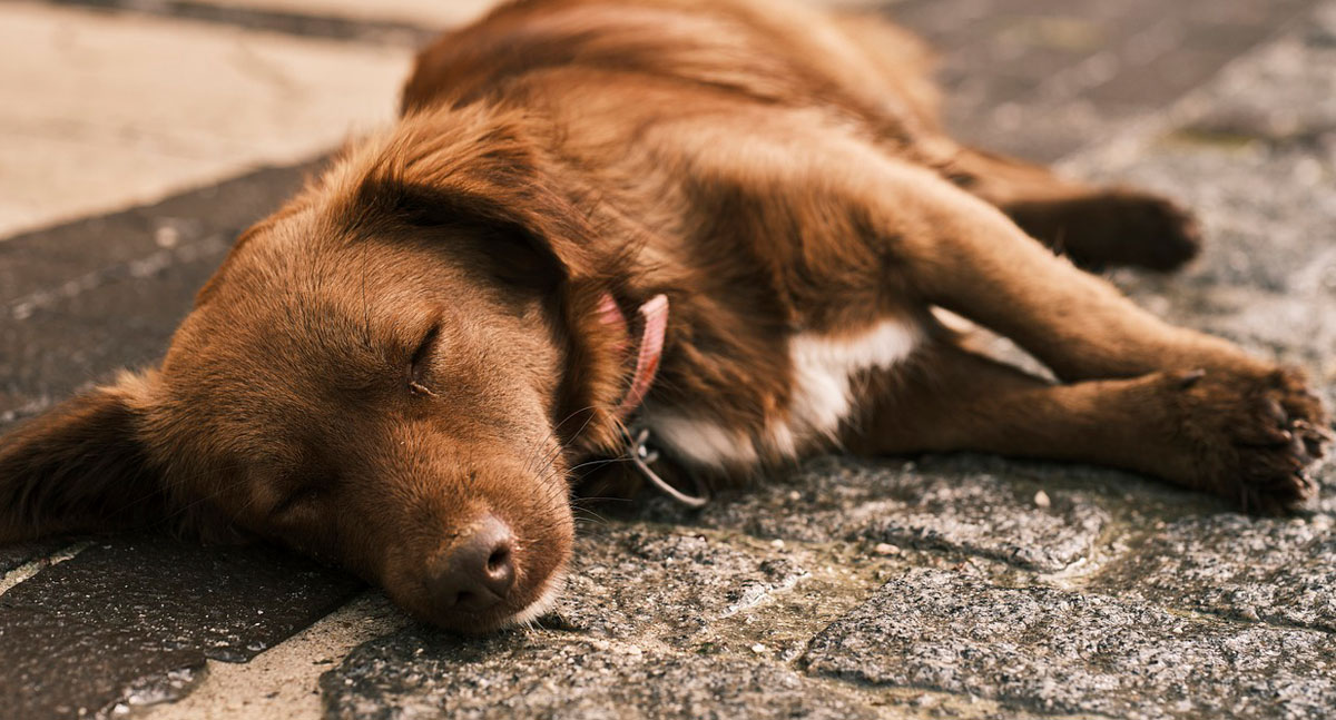 Ações ao ver um cachorro abandonado - News Rondônia