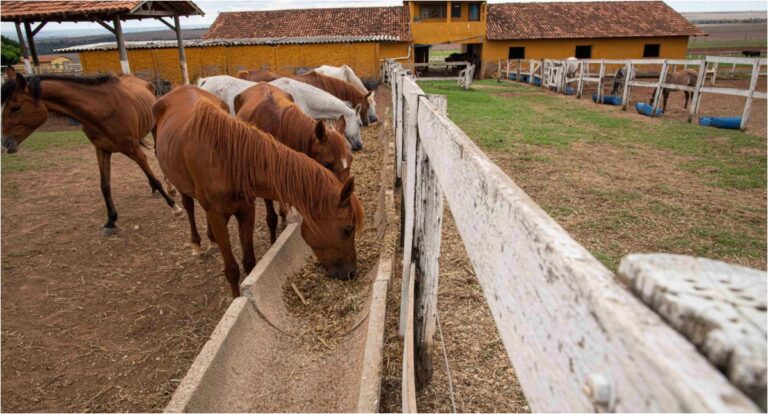 Sistema Faperon destaca os benefícios da nova Lei Geral do Turismo para produtores rurais e o setor agropecuário