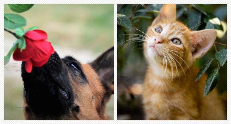 Plantas perigosas para os pets - News Rondônia