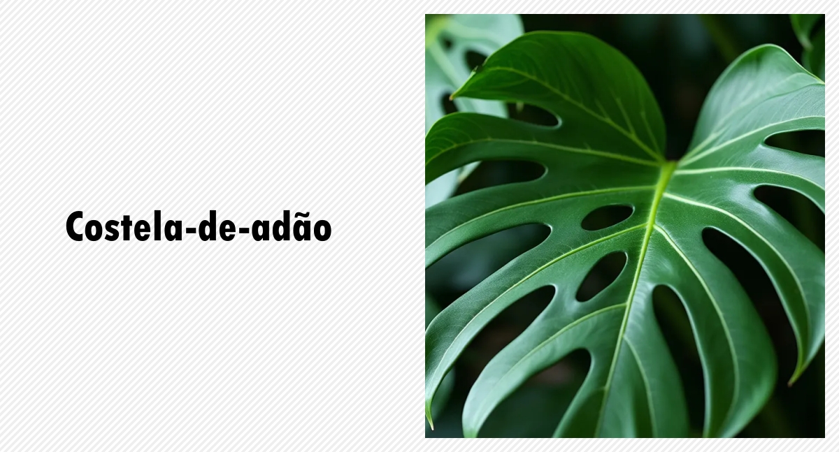 Costela-de-adão