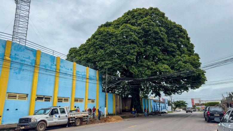 DIA DA ÁRVORE - Plantio de mudas e outras iniciativas têm contribuído para a recuperação de áreas degradadas de Porto Velho - News Rondônia DIA DA ÁRVORE - Plantio de mudas e outras iniciativas têm contribuído para a recuperação de áreas degradadas de Porto Velho - News Rondônia