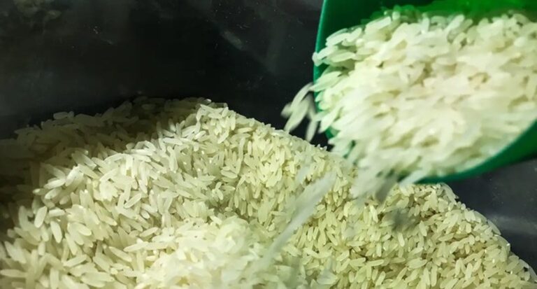 Governo estabelece parâmetros para Contrato de Opção de arroz