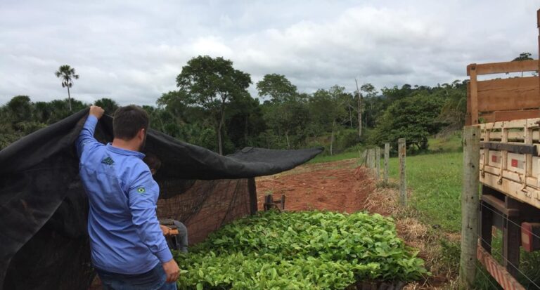 “Plante Mais”: Cone Sul de Rondônia avança na produção agrícola com mudas clonais de café e cacau - News Rondônia