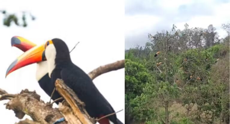 “Pé de Tucanos”: brasileiro registra árvore coberta de aves - News Rondônia