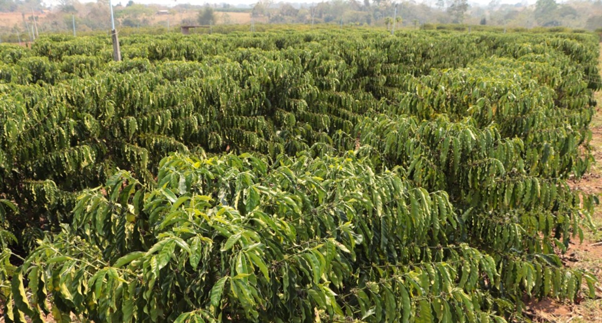 Investimentos do governo de RO em Cacoal fortalecem a produção agrícola e o crescimento econômico da região