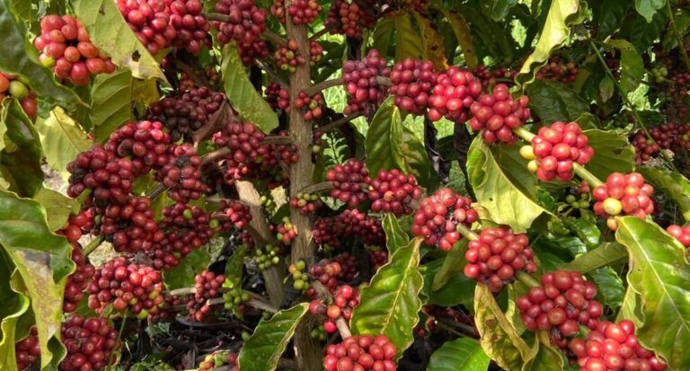 Lançamento da 1ª Feira Tecnológica Robustas Amazônicos vai destacar a importância da variedade do café para Rondônia - News Rondônia