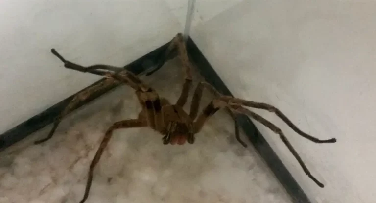 Picadas de aranhas são segunda causa de envenenamento no país