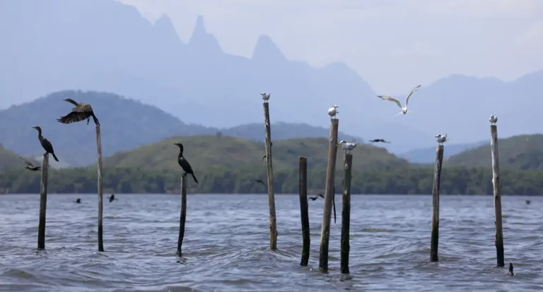 Mangue conservado transforma pescadores em guias de turismo