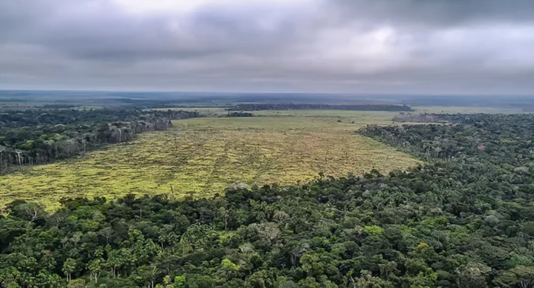 Degradação de florestas na Amazônia bate recorde mensal em setembro