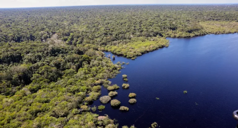 Cinco países aderem a fundo para conservação de florestas tropicais