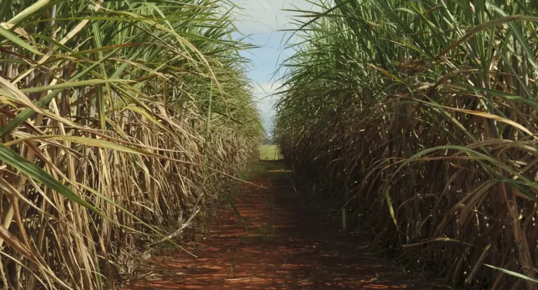 Seca extrema derruba produtividade de cana e usinas antecipam colheita
