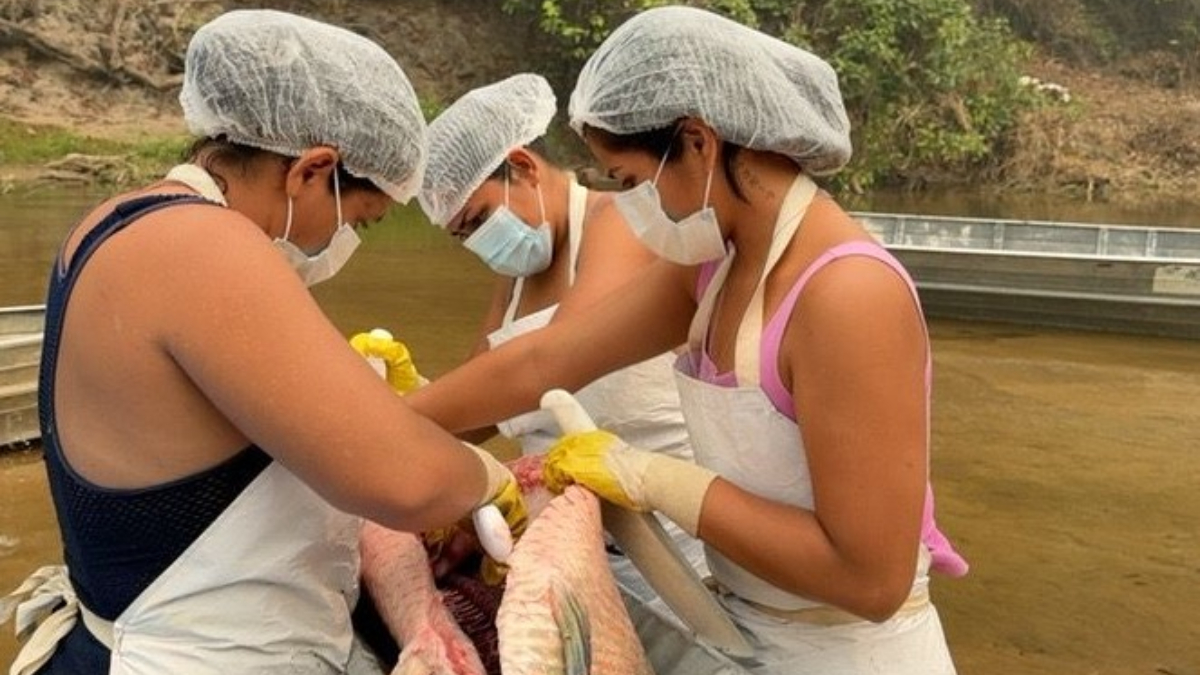 Projeto de manejo de Pirarucu no Rio Cautário gera renda e avança na conservação ambiental - News Rondônia Projeto de manejo de Pirarucu no Rio Cautário gera renda e avança na conservação ambiental - News Rondônia