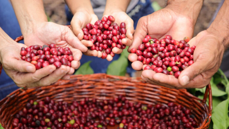 Geointeligência do governo de RO evidencia evolução da cafeicultura no estado