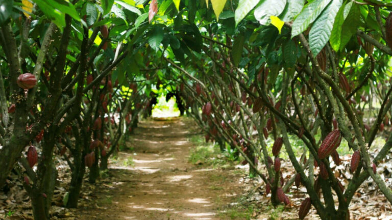 Produtores de Rondônia avançam para fase final do Concurso Nacional do Cacau Especial