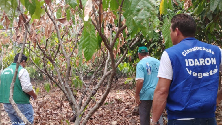 Ações desenvolvidas garantem sanidade dos frutos e amêndoas que foram destaques no Concacau