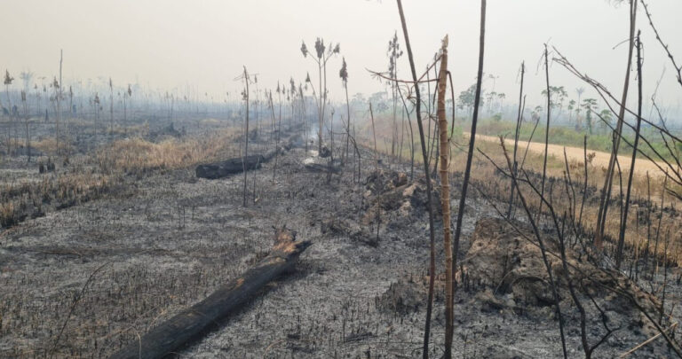 Governo de RO intensifica ações de proteção ao meio ambiente através de perícias em crimes ambientais - News Rondônia