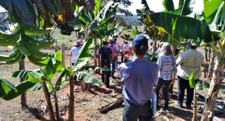 Aulas Práticas do curso de Fruticultura Transformam Propriedades de Agricultores Familiares
