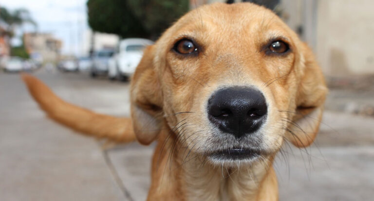 A importância da adoção de pets no Brasil - News Rondônia