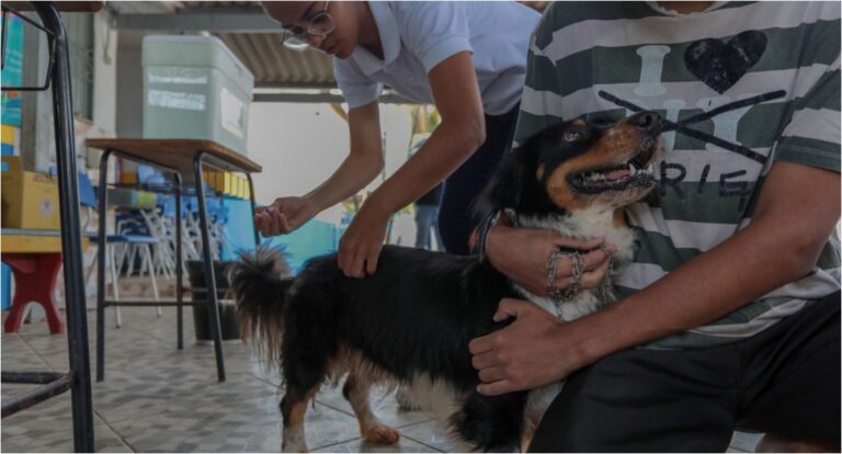 Vacina contra a raiva para cães e gatos continua disponível em Porto Velho - News Rondônia