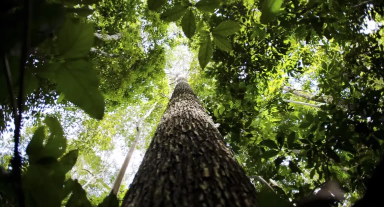 Lideranças indígenas e ativistas debatem em Manaus futuro da Amazônia